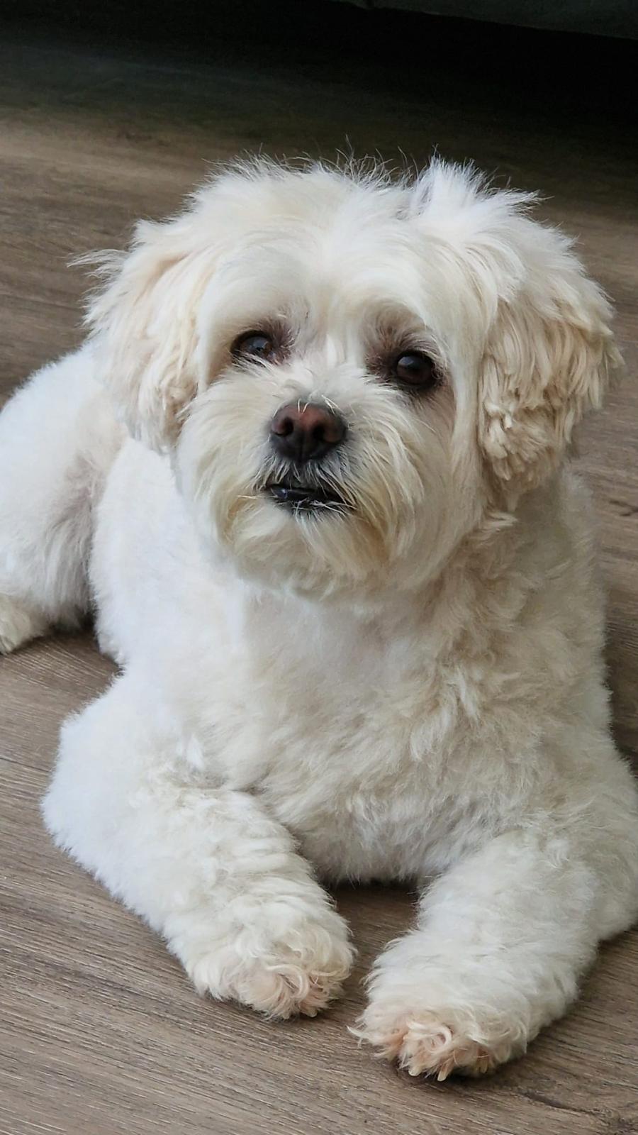 Hond in de trimsalon 7
